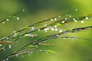 關(guān)于露水的詩(shī)句,關(guān)于露水的唯美詩(shī)句,關(guān)于露水的詩(shī)句古詩(shī)