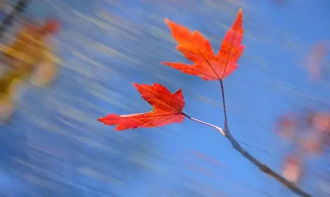 人生為夢想堅持的古詩句