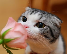 關于貓的美好詩句