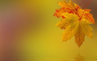 關(guān)于落葉奉獻(xiàn)的詩句