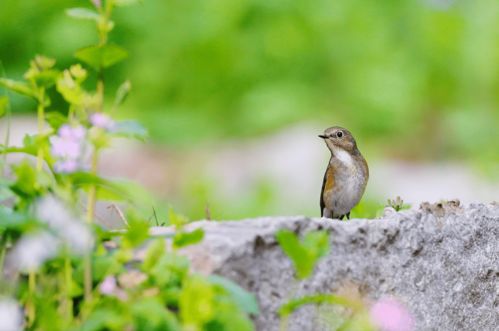 窗外鳥啼聲的古詩(shī)句