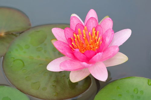 關于夏天的荷花的詩句古詩