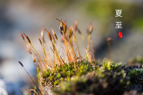 與夏至節(jié)氣有關(guān)的古詩(shī)句