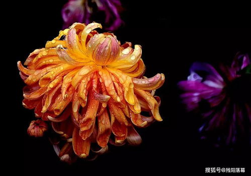 有關(guān)于菊花的古詩句