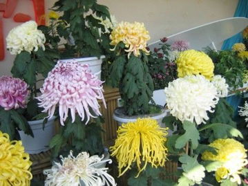 描寫秋菊古詩句