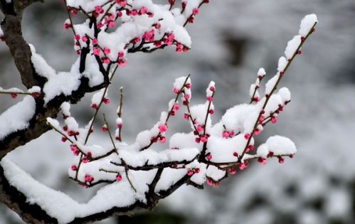 關(guān)于梅花和雪的詩句古詩詞