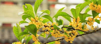 關(guān)于梅花和桂花的詩(shī)句有哪些