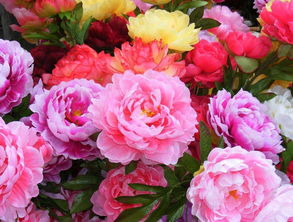 牡丹春天詩句古詩