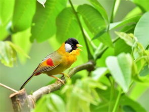 關(guān)于鳥與人的詩(shī)句