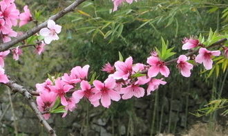 三級(jí)關(guān)于桃的詩(shī)句