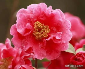 有關山茶的詩句古詩