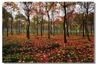 古詩,詩句,較短,秋天