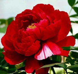 詩句,牡丹,美人