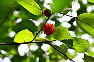 關(guān)于構(gòu)樹(shù)詩(shī)句