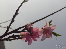 古詩(shī),詩(shī)句,桃花,大全