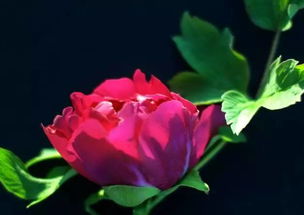 關(guān)于牡丹和美人的詩句