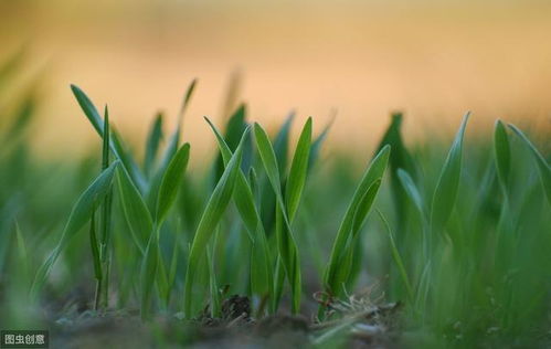 關(guān)于春草的古詩的詩句有哪些