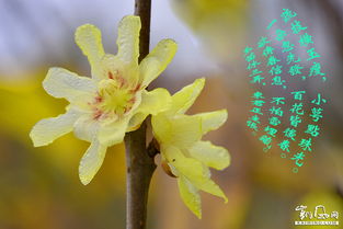 關(guān)于墨畫臘梅的詩句