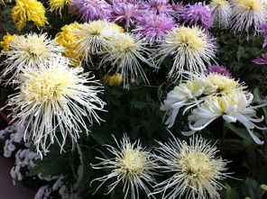 關(guān)于秋季菊花的詩句