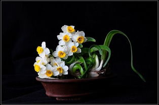 關(guān)于水蓮花的詩句