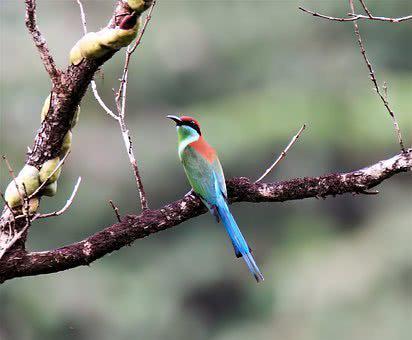 含有鳥字獲鳥名稱的古詩句