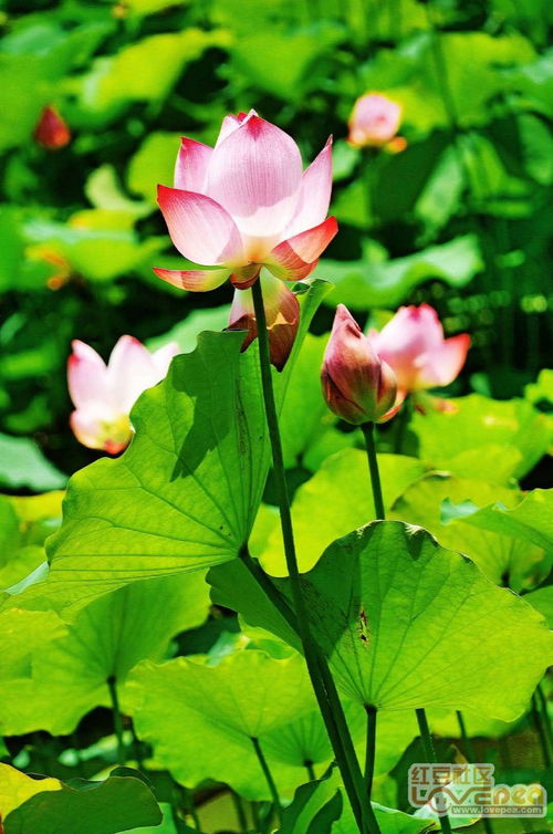 關(guān)于荷花的詩句六月