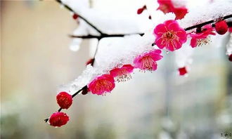 關(guān)于梅花的散文詩(shī)句