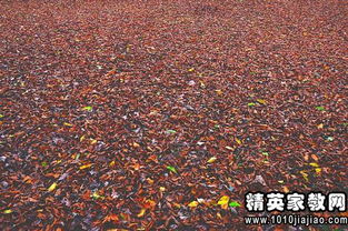 詩(shī)句,句子,唯美,落葉