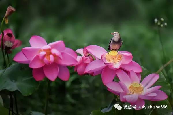 直接抒情和間接抒情的詩(shī)句,借明月抒情的詩(shī)句古詩(shī),用月抒情的詩(shī)句古詩(shī)