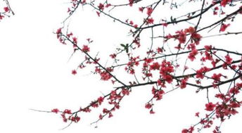 關(guān)于梅花的詩句整首詩