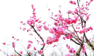 關(guān)于梅花的詩(shī)句唯美