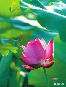 描寫春季或夏季美麗景色的古詩句