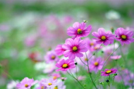 春天關(guān)于野花的詩句有