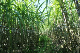 關于農(nóng)業(yè)興旺的詩句