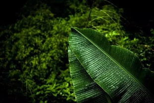 描寫芭蕉的詩句,雨打芭蕉,寂寞梧桐雨打芭蕉的詩句,雨打芭蕉的著名詩句