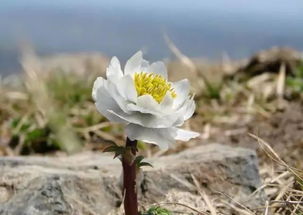 雪蓮花古詩(shī)句