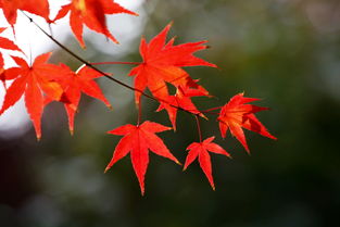 關(guān)于楓葉的詩句及描寫