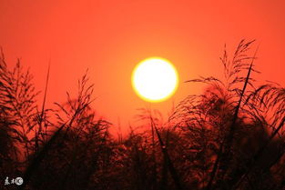 關于有夕陽紅的詩句