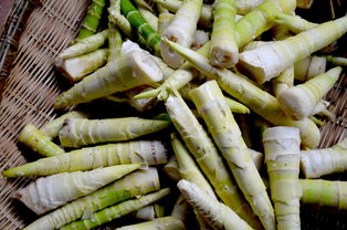 竹筍,詩句,雨后