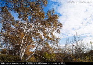 關(guān)于白樺金秋的古詩句