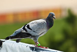 關(guān)于贊美信鴿子的詩句