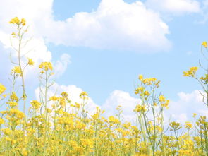 關于田園生活的詩句有什么