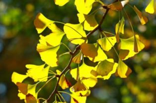 描寫秋天桂花的詩句李清照,和桂花有關(guān)的詩句李清照,桂花詩句經(jīng)典李清照