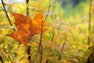 關(guān)于吳越秋天的詩(shī)句