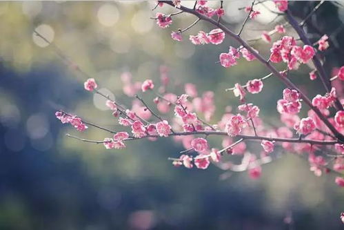 形容堅持夢想的古詩,有關堅持夢想的古詩,古詩形容人生需要堅持