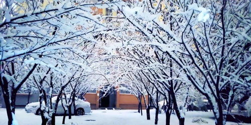 關(guān)于雪落在樹(shù)上的詩(shī)句