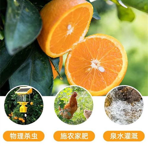 臍橙,詩句,贛南