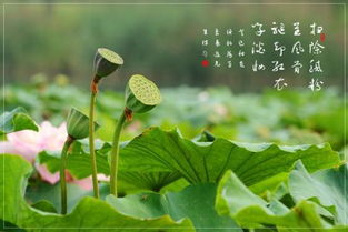 描寫兒童剝蓮蓬的古詩句