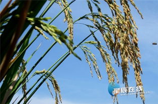 潭水,詩句,星辰