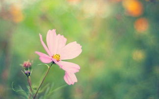 春天景色花的詩句古詩大全